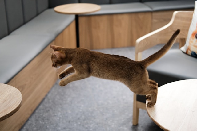Cat jumping with strong hind legs