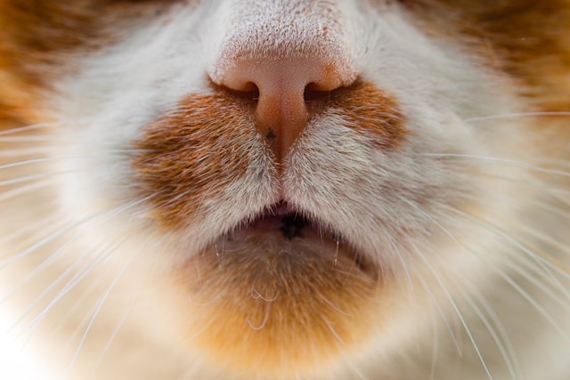 Close-up of cat whiskers sensing surroundings