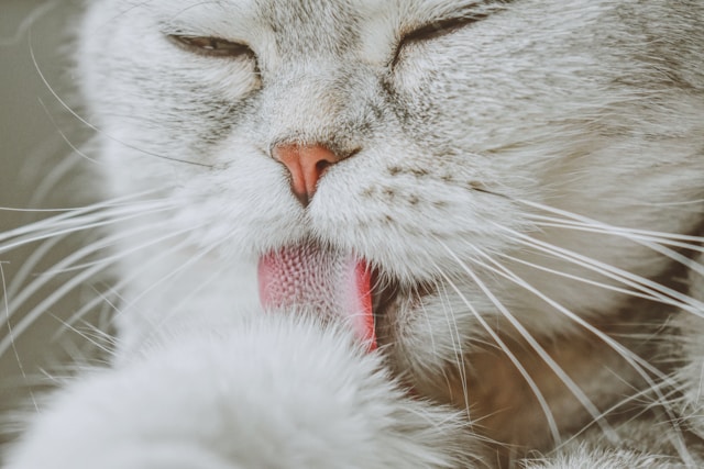 Cat showing tongue texture used for grooming