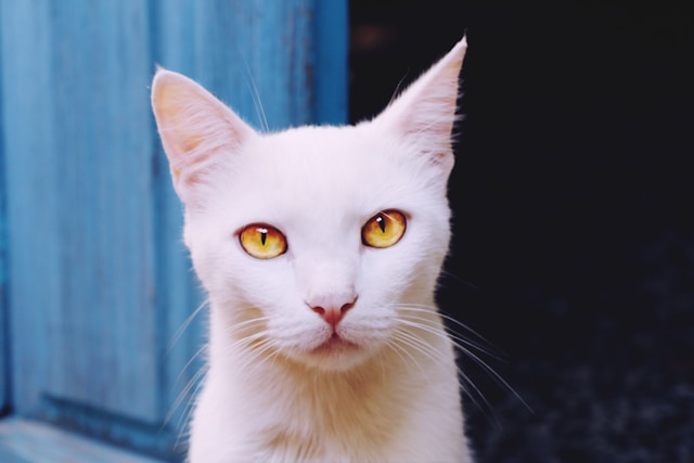 Cat with wide pupils in low light